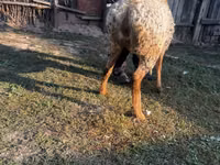 نعجة, Arashan sheep — الصورة 4
