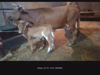 Mucca, Bovini — foto 4