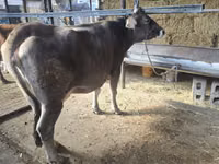 Vaca, Latvian Blue cattle — foto 2
