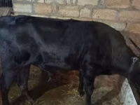Bull, Cattle — photo 2