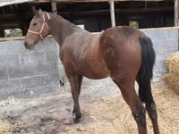 Mare, Thoroughbred horse — photo 2