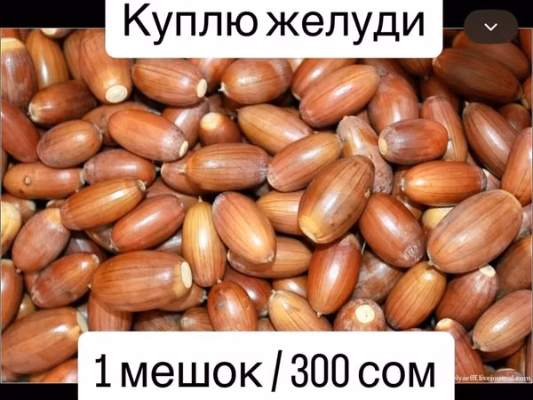 Куплю желуди. Цена: 150 с за мешок. Подойдут свежие, целые, без