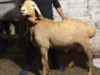 Ram, Arashan sheep — photo 4