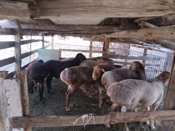 公羊, Arashan sheep