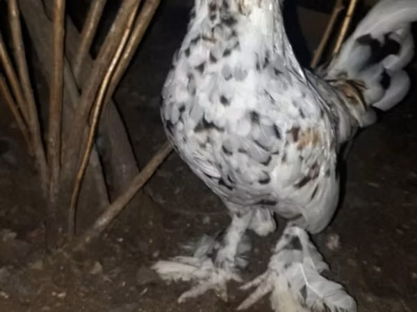 Japanese Bantam