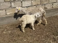 Billy Goat, Goats — photo 2