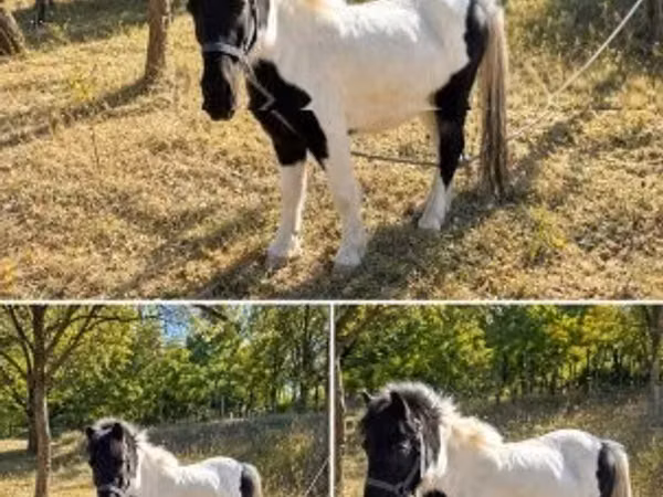 Horse (M), Horses