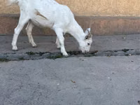 Goat, Nubian Goat — photo 1