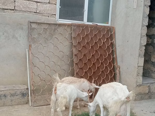 Goat, Saanen goat — Azerbaijan