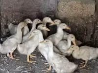 Ducks — عکس 2