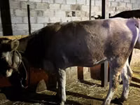 Toro, Simmental cattle — foto 3