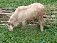 Moutons (lot, sexe non indiqué), Moutons — photo 6