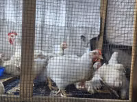 Chickens — акс 2