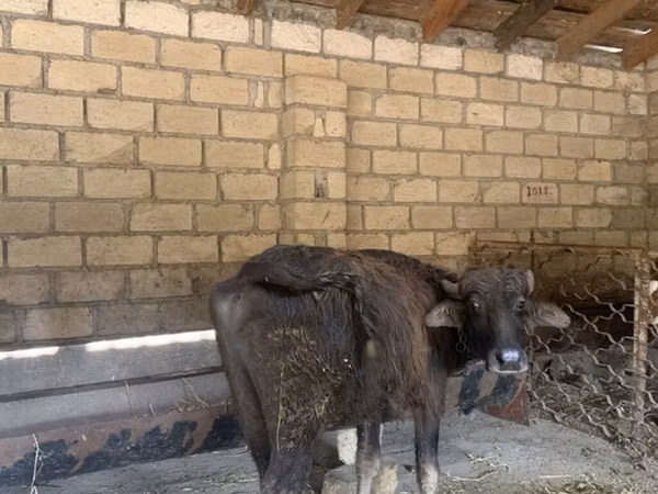 सांड, मवेशी — अज़रबैजान