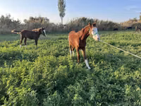 Кобила, Kyrgyz Horse — фото 6