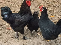 Chickens — عکس 2