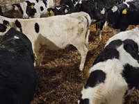 公牛, Holstein breed — 照片 4