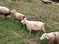ፍየሎች (ቡድን፣ ጾታ አልተጠቀሰም), Goats — ፎቶ 4