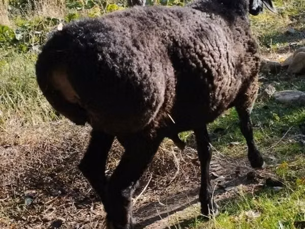 Ram, Sheep