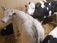 Sığır (parti, cinsiyet belirtilmedi), Simmental cattle — foto 3