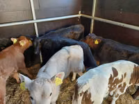 วัวตัวผู้, Simmental cattle — รูปภาพ 4