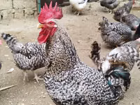Chickens — zdjęcie 4