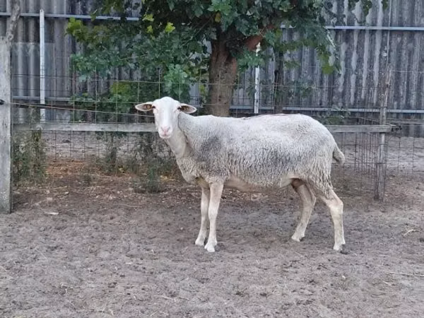 Қой, Lacaune sheep