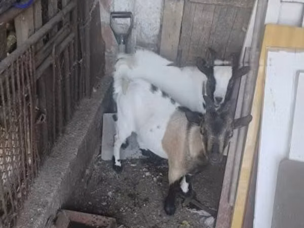 Bok, Dutch Landrace goats