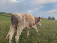 母牛, Cattle — 照片 5