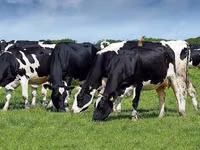 Cow, Holstein breed — photo 2