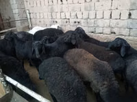 قوچ, Rhon sheep — عکس 5