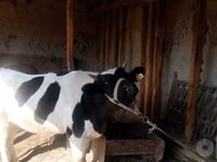 Cow, Russian Black pied cattle — photo 3