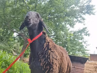 Ram, Blackheaded Persian sheep — photo 2
