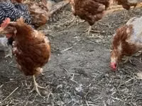 Chickens — foto 2