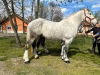 ፈረስ, Horses — ፎቶ 4