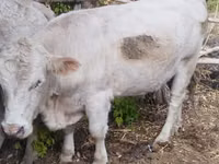 Toro, Mucca kazaka a testa bianca — foto 3