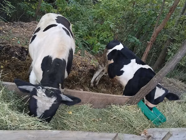 Bull, Russian Black pied cattle — Moldova