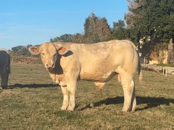 Lembu jantan, Charolais cattle
