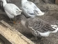 Geese — picha 3