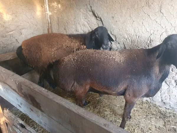 Ram, Sheep