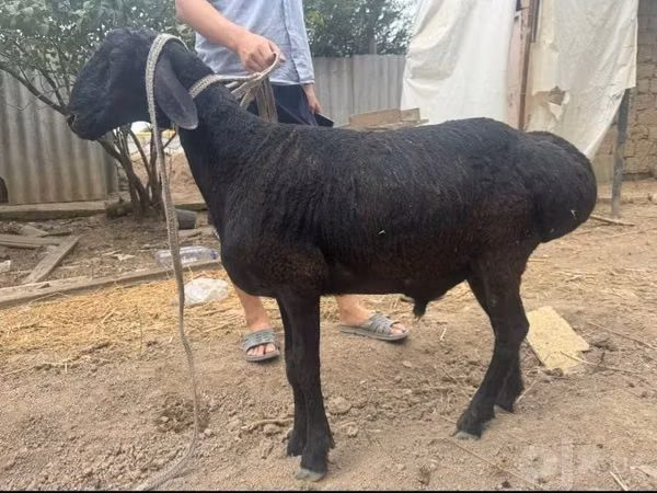 Ram, Sheep — Uzbekistan