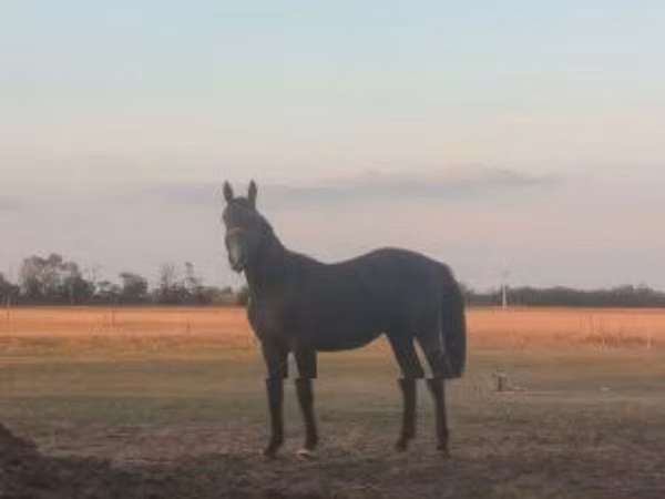 Асп, Nonius horse