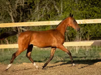 Hengst, Akhal-Teke — Foto 2