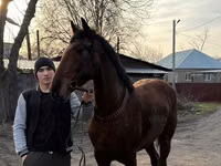 Horse (M), Horses — photo 5