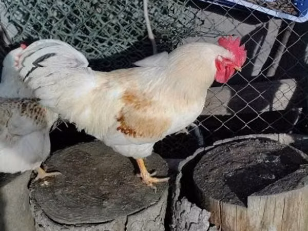 Chickens — হাঙ্গেরি