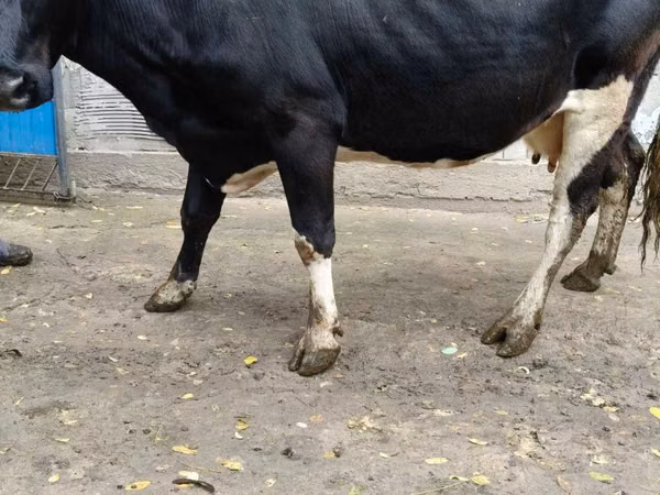 Гов, Russian Black pied cattle