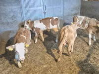 公牛, Simmental cattle — 照片 2