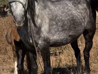 Kuda betina, Horses — foto 7