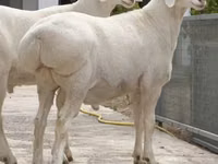 Ovan, Rhon sheep — fotografija 3