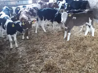 公牛, Holstein breed — 照片 4